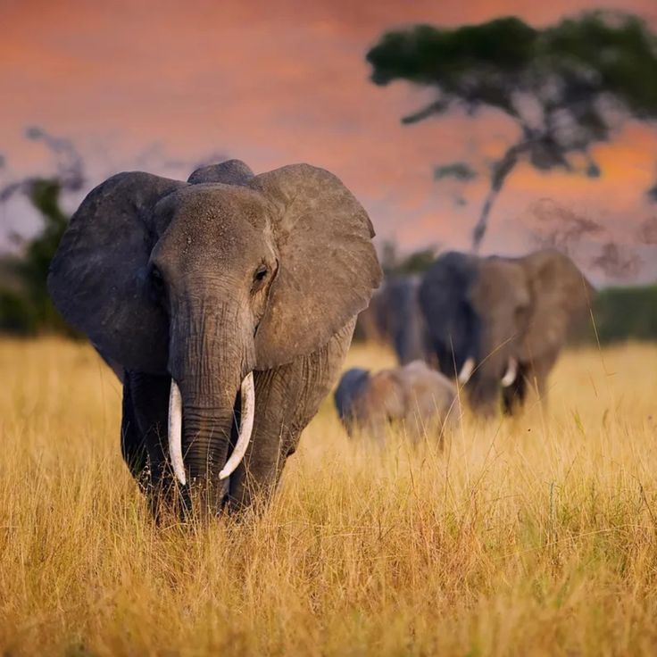 Tarangire National Park